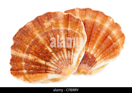 Scallops Scallop Shells Stock Photo