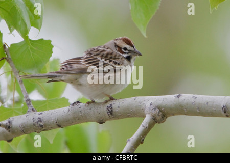 Lark Sparrow (Chondestes grammacus) perched on a branch in Alberta, Canada. Stock Photo