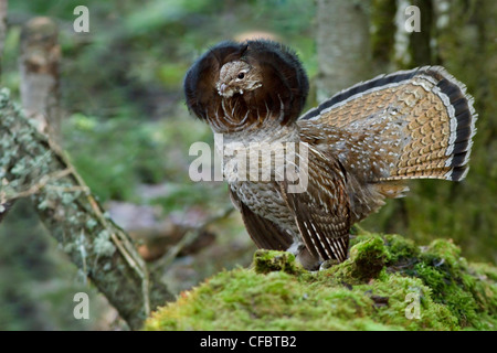 Ruffed Grouse (Bonasa umbellus) drumming from atop a log in Manitoba, Canada. Stock Photo