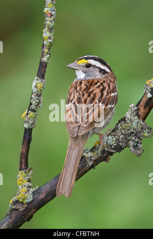 White-throated Sparrow (Zonotrichia albicollis) perched on a branch in Manitoba, Canada. Stock Photo