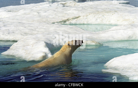 Polar Bear (Ursus maritimus), swims toward ice floe in July, Ukkusiksalik National Park, Wager Bay, Nunavut, Canada. Stock Photo