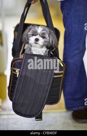 Young Malti-Zu or Mal-Shi in her travel bag, a hybrid that is a cross-breed of a Maltese and a Shih-Tzu. Stock Photo