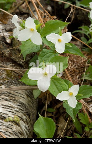 Close up White Trillium Trillium grandiflorum Stock Photo