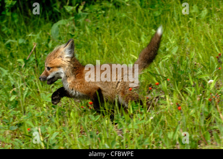 Red Fox (Vulpes vulpes) kit trotting through grassy field, Minnesota, USA Stock Photo