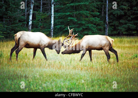 Two male bull elk lock horns during autumn season rut in Jasper National Park, Alberta, Canada Stock Photo