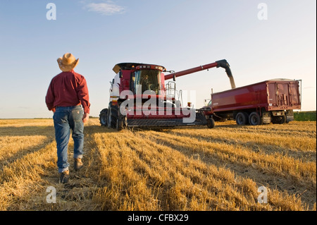Farmer walking towards a combine harvester as it empties spring wheat into a farm truck, Dugald, Manitoba, Canada Stock Photo
