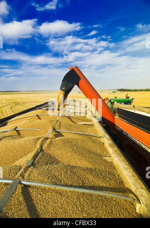 A grain wagon empties spring wheat into a farm truck, Somerset, Manitoba, Canada Stock Photo