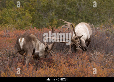 Barren-ground Caribou (Rangifer tarandus) sparring in tundra, Denali National Park, Alaska, USA Stock Photo