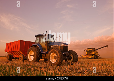 a combine harvests canola near Dugald, Manitoba, Canada Stock Photo