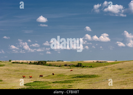 Cattle grazing in a field in Cereal, Alberta, Canada. Stock Photo