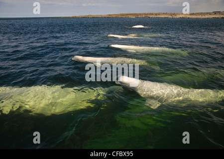 Beluga whales, Delphinapterus leucas, in summer near the Churchill River estuary, Hudson Bay, Canada Stock Photo