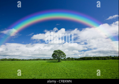 Beautiful colourful rainbow over an empty green field with a single line of trees on the skyline. Stock Photo