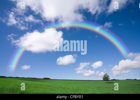 Beautiful colourful rainbow over an empty green field with a single line of trees on the skyline. Stock Photo