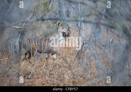 Lesser kudu female in the combretum woodland Stock Photo