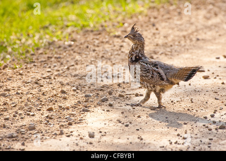 Ruffed Grouse (bonasa umbellus) walking across gravel road. Stock Photo