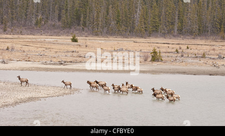Herd of Elk/ Wapiti (cervus elaphus) walking across Athabasca River, Jasper National Park, Alberta. Stock Photo