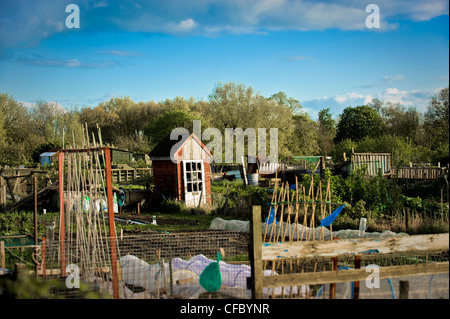 Ramshackle shed on a UK allotment site. Stock Photo