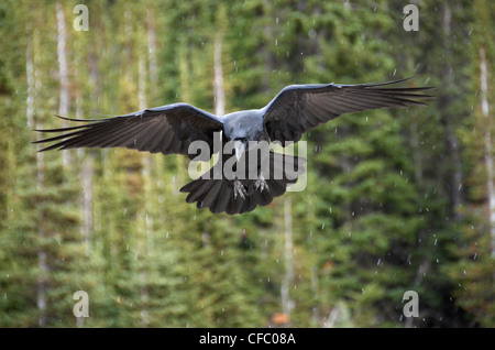 Adult Raven (Corvus corax) in flight with wings outstretched in a Boreal Forest, Alberta, Canada. Stock Photo