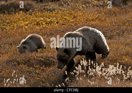 Wild Grizzly bear Ursus arctos horribilis sow cub Stock Photo