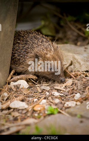 Closeup of an adult hedgehog foraging for food in a domestic UK garden. Stock Photo
