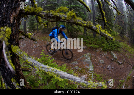 A mountain biker riding single track track of Jumping Pond Ridge in Kananaskis country, AB Stock Photo