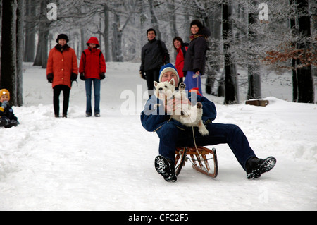 Man with dog sledging, snowy forest near Botterode, Inselberg, Thueringer Wald, Thuringia, Germany Stock Photo