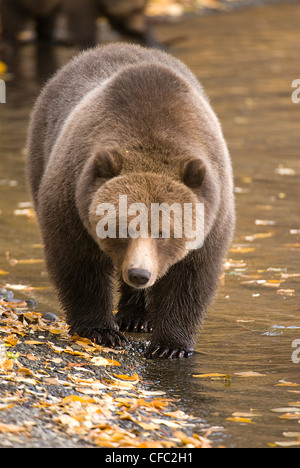 A Grizzly Bear walks along the shoreline of the Chilko River, British Columbia, Canada Stock Photo