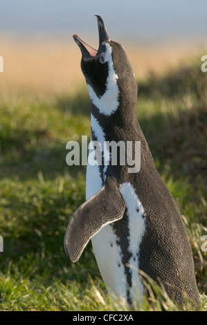 Magellanic Penguin near Punta Arenas, Chile Stock Photo