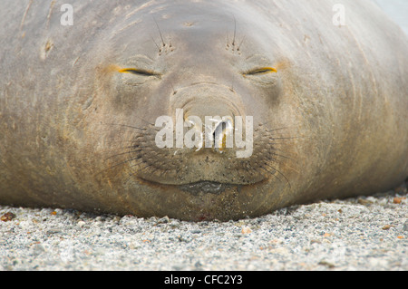 A female Southern Elephant Seal, Mirounga leonina, lounges on a beach in the Darwin Range, Patagonia, Chile Stock Photo