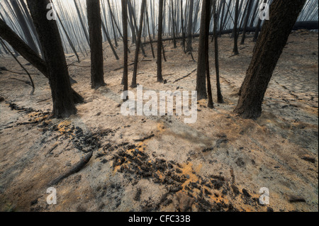 forest fire imagery in the Chilcotin region of British Columbia Canada Stock Photo