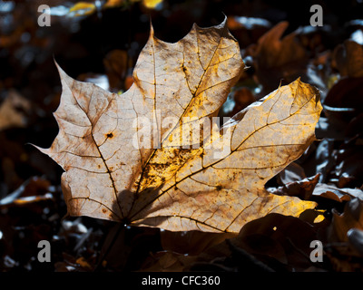 Acer platanoides, Norway maple, acer, sycamore, leaf, tree, leaf, yellow, autumn, fall, autumn, canton Bern, forest, wood, Switz Stock Photo