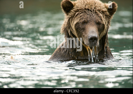 sow Grizzly Bear Ursus horribilis swims after Stock Photo