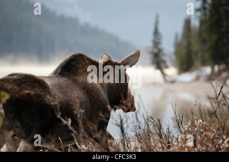 Adult Moose on an early misty morning, Maligne Lake shoreline, Jasper National Park, Alberta, Canada. Stock Photo