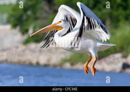 American White Pelican preparing land Red River Stock Photo