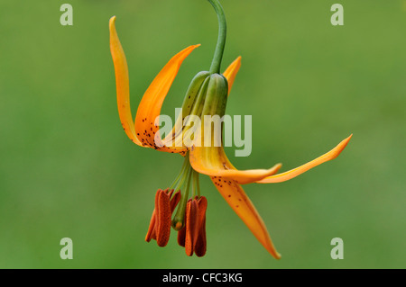 Tiger Lily (Lilium columbianum) at Beaver Lake Park, Victoria, British Columbia, Canada Stock Photo