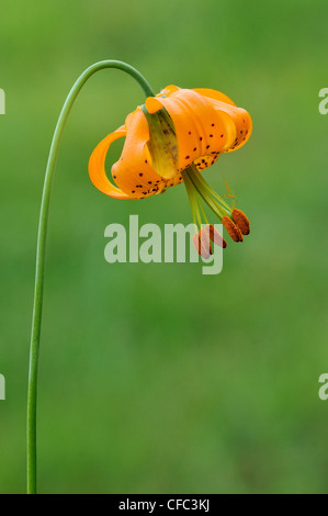 Tiger Lily (Lilium columbianum) at Beaver Lake Park, Victoria, British Columbia, Canada Stock Photo