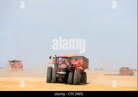 Combining Grain farmer might use own combine Stock Photo