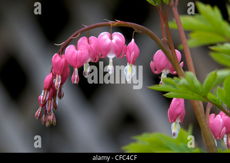 Bleeding Heart (Dicentra spectabilis), also known as Dutchman's trousers. Ontario, Canada. Stock Photo