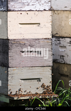 Close up of Honeybees and beehives in wooden boxes. Pembina Valley, Manitoba, Canada. Stock Photo