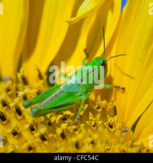Grasshopper on a sunflower, close up. Manitoba, Canada. Stock Photo