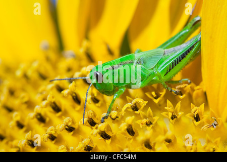 Grasshopper on a yellow sunflower, close up view. Manitoba, Canada. Stock Photo
