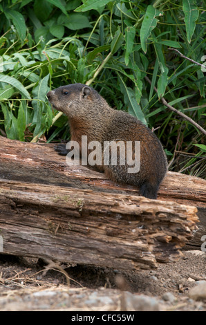 groundhog day canada ontario