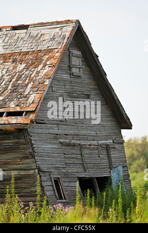 Old abandoned barn on the Canadian Prairie. Pembina Valley, Manitoba, Canada. Stock Photo