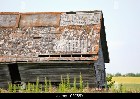 Old abandoned barn on the Canadian Prairie. Pembina Valley, Manitoba, Canada. Stock Photo