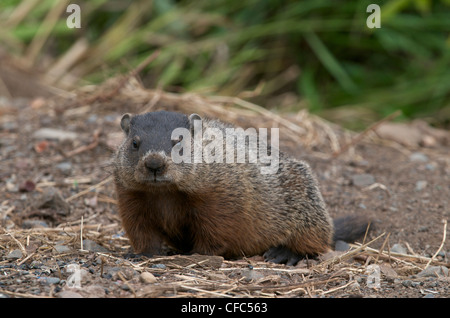 Groundhog (Marmota monax), also known as the woodchuck, land beaver or whistlepig. Grand Portage National Monument, MN Stock Photo