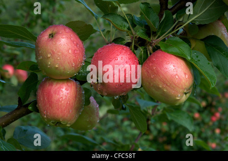 Dew covered Norland apples growing on tree. (Malus domestica) Lake Superior, ON, Canada Stock Photo