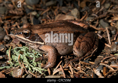 Wood frog. (Rana sylvatica). Sleeping Giant Provincial Park, ON, Canada Stock Photo