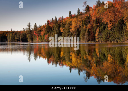 An autumn reflection of yellow, orange and red leaves in Algonquin Provincial Park, Ontario, Canada