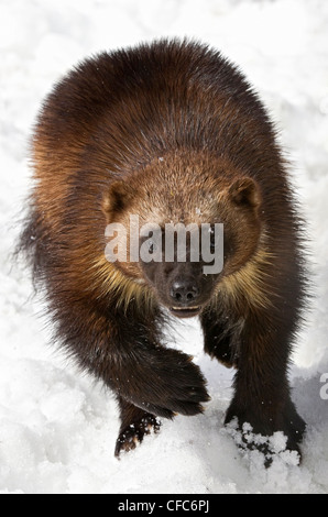 Wolverine (Gulo gulo), Dempster Highway, Yukon. Stock Photo