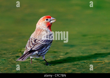 Adult Cassin's finch (Carpodacus cassinii), drinking in a mud puddle, southern Okanagan Valley, British Columbia, Canada Stock Photo